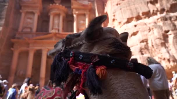 Schatzkammer Tempel Petra Jordan Mit Kamel Vordergrund Reisen Arabische Kultur — Stockvideo