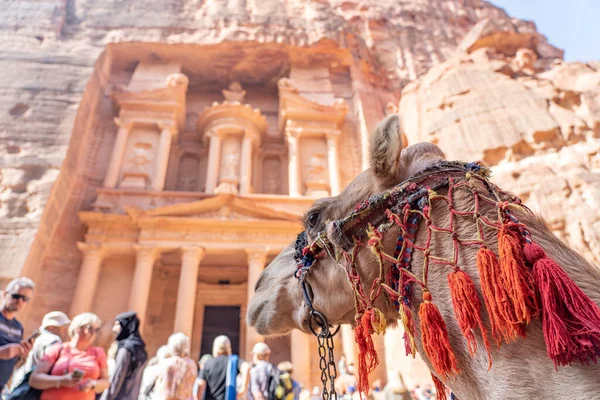 Petra Jordan Daki Hazine Tapınağında Deve Önü Var Seyahat Tatil — Stok fotoğraf
