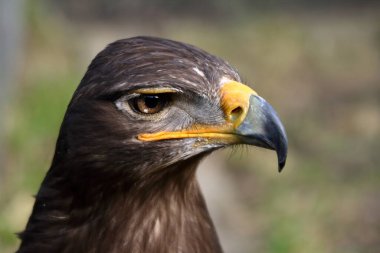 bozkırlarında ve yarı çöl alanları ortaya çıkar.