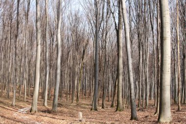 Kış sonu orman zemininde sonbahar yaprakları.