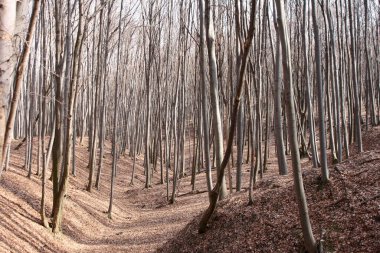 Kış sonu orman zemininde sonbahar yaprakları.