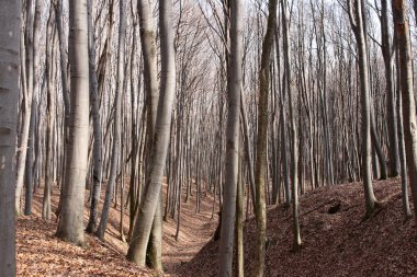 Kış sonu orman zemininde sonbahar yaprakları.