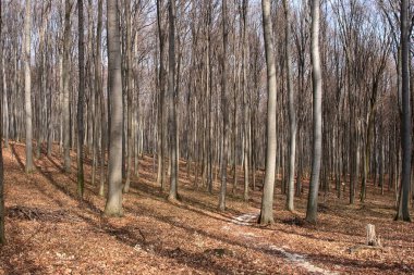 Kış sonu orman zemininde sonbahar yaprakları.