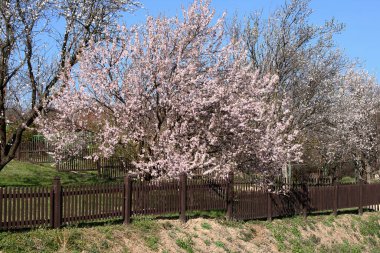 vernal blooming badem ağacının bir.