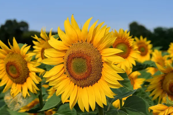Bir ayçiçeği yaz güneşli bir yakın mesafeden izliyor.