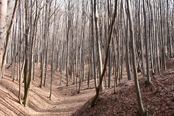 Kış sonu orman zemininde sonbahar yaprakları.
