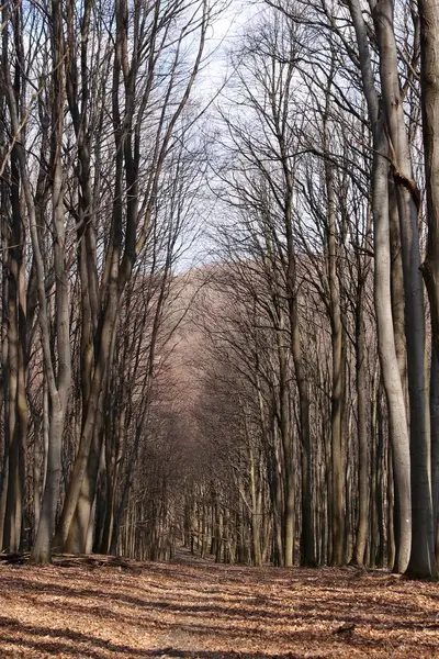 Kış sonu orman zemininde sonbahar yaprakları.