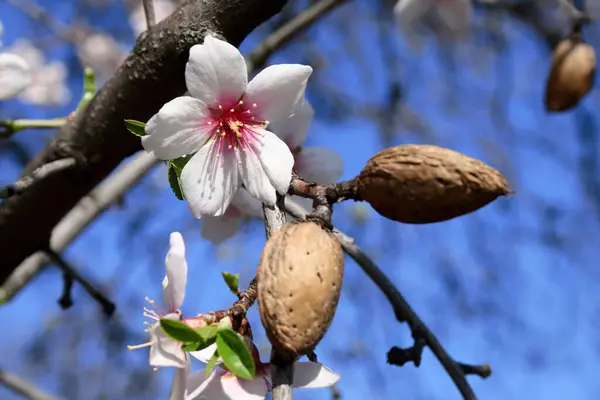 vernal blooming badem ağacının bir.
