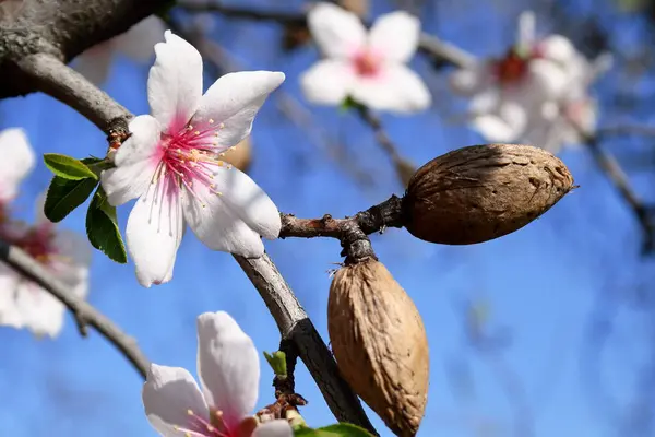 vernal blooming badem ağacının bir.