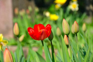 Kırmızı lalelerin güneşli yakın çekimi sonbahardır..