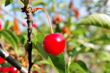 Ağaçta gevrek kirazlar var..