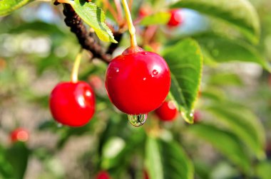 Ağaçta gevrek kirazlar var..