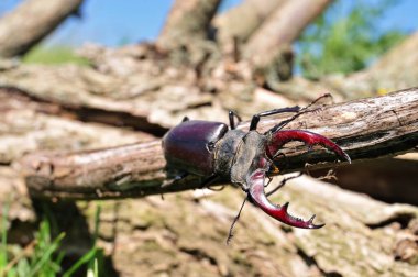 bir ağaç kabilesi stag beetle tarar.