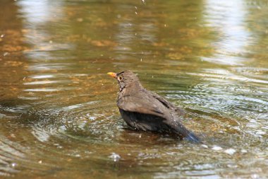 Kara ardıç kuşu genellikle yapraklı alanlar, orman kenarları ve çalılıklarda yetişen bir kuş türüdür..