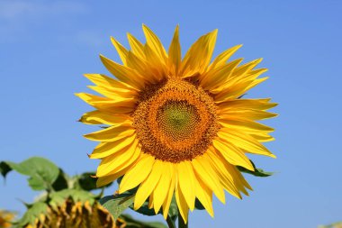 Bir ayçiçeği yaz güneşli bir yakın mesafeden izliyor.