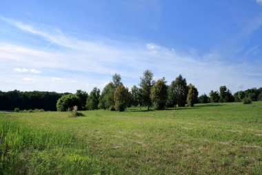 Yeşil arazi ve bir sıra ağaç..