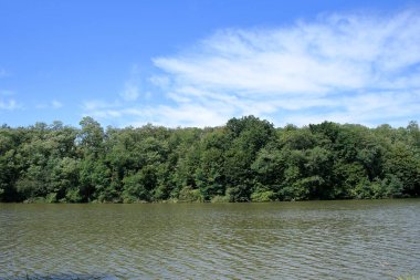 Suyun kenarında bir orman şeridi..