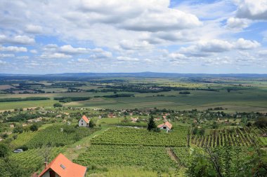 Dağ yamacındaki üzüm tarlasında asma mahzenleri var..