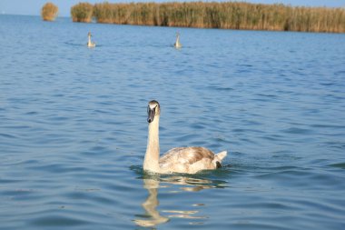 Gölde yüzen güzel ve zarif bir kuğu..