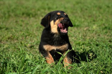 Ekonominin bahçesindeki çocuk köpek..