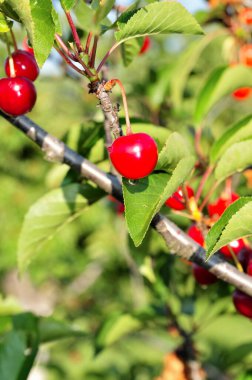 Ağaçta gevrek kirazlar var..