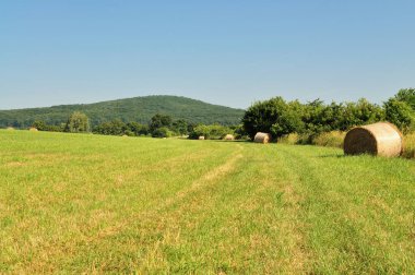 bir balya hasat alanında peşinde olduğunu.