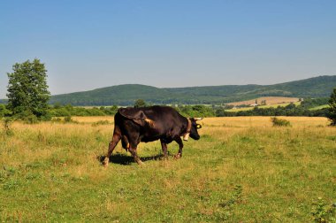 Tarlada otlatıyorlar..