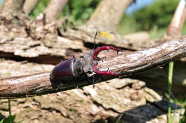 bir ağaç kabilesi stag beetle tarar.