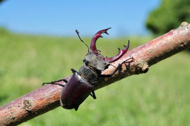 bir ağaç kabilesi stag beetle tarar.