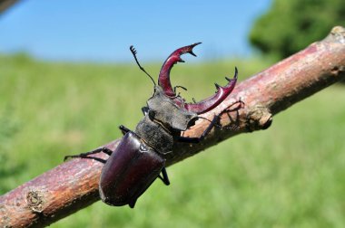 bir ağaç kabilesi stag beetle tarar.