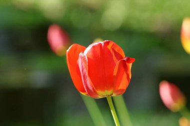 Kırmızı lalelerin güneşli yakın çekimi sonbahardır..
