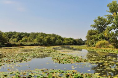 Macar nehrinin durgun suları, yaz ışıklarında..