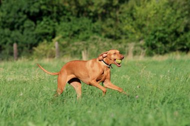  Güzel bir Macar av köpeği çimen tarlasında oynuyor..