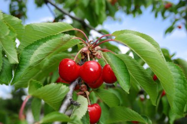 Ağaçta gevrek kirazlar var..