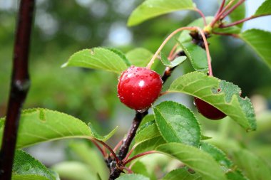 Ağaçta gevrek kirazlar var..