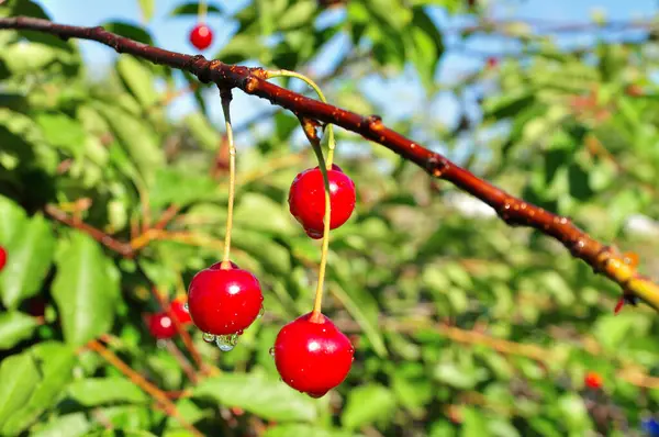 Ağaçta gevrek kirazlar var..