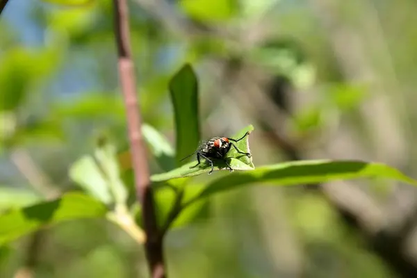 Yeşil arka planı olan yabani bir otun üzerinde uç.