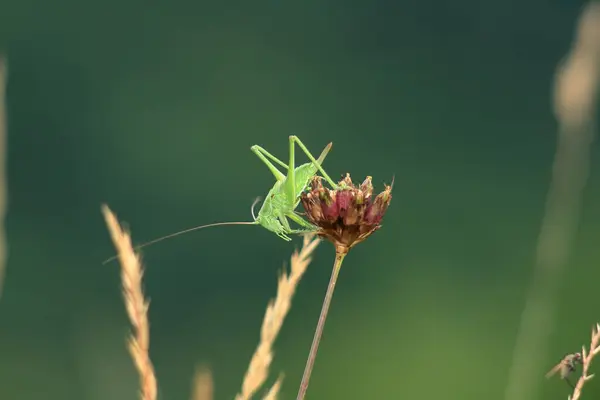 Çimlere tünemiş güzel bir çayır Çekirgesi.
