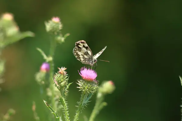 Bir çiçeğin üzerinde dinlenen bir kelebeğin yakın çekimi.