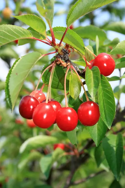 Ağaçta gevrek kirazlar var..