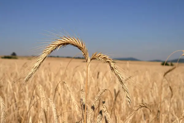 Buğday tarlasından bir buğday..