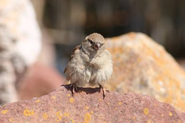 Ev serçesi önemli ölçüde insan çevresiyle bağlantılıdır..