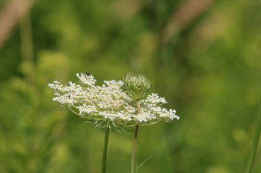 sylvan bir çiçek içine iki büyüdü.