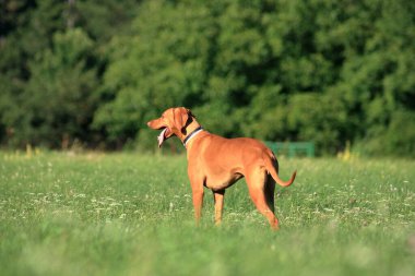  Güzel bir Macar av köpeği çimen tarlasında oynuyor..