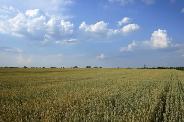  Buğday tarlasından bir buğday..