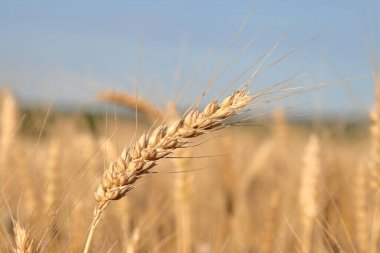 Buğday tarlasından bir buğday..