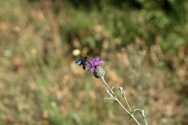 Sylvan çayırları, yollar, açıklıklar, yoğun yaşam alanı. Bir kuşak kelebek yarışı..