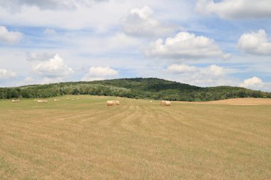 bir balya hasat alanında peşinde olduğunu.