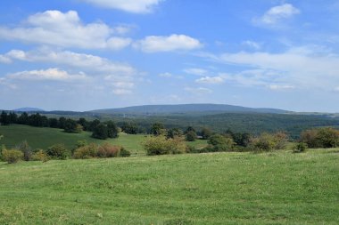 Peyzaj ağaçları ile yeşil alan.