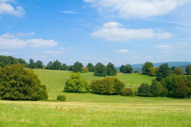 Peyzaj ağaçları ile yeşil alan.